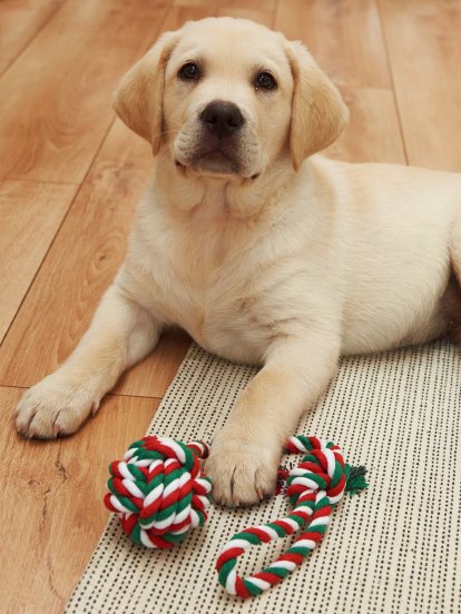 Bavlnená hračka pre psa