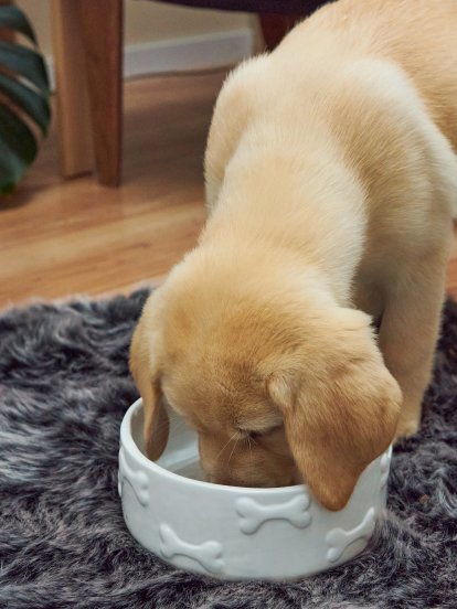 Ceramiczna miska dla psa
