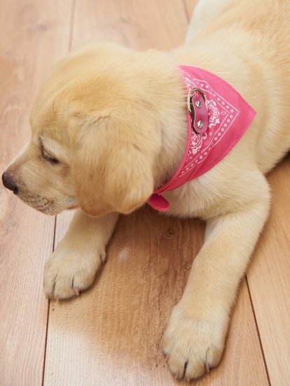 Dog collar with bandana