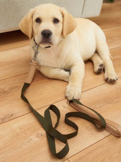 Dog leash